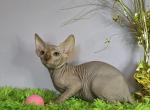 Cooper - Sphynx Cat For Sale - Mundelein&comma; IL&comma; US