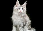 Onix - Maine Coon Cat For Sale - Hollywood&comma; FL&comma; US
