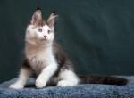 Ustas - Maine Coon Cat For Sale - Hollywood&comma; FL&comma; US