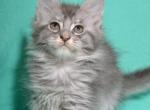 Igrushka - Maine Coon Cat For Sale - Hollywood&comma; FL&comma; US