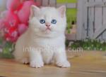Edgar - British Shorthair Cat For Sale - Brooklyn&comma; NY&comma; US