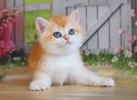 Elton - British Shorthair Cat For Sale - Brooklyn&comma; NY&comma; US