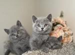 Blue Cowboys - British Shorthair Cat For Sale - Fort Wayne&comma; IN&comma; US