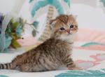 Black golden spotted Scottish Fold boy - Scottish Fold Cat For Sale - Spokane&comma; WA&comma; US