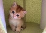 Bri William - British Shorthair Cat For Sale - Brooklyn&comma; NY&comma; US