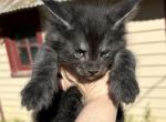 Maine Coon brother - Maine Coon Cat For Sale - Absarokee&comma; MT&comma; US