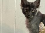 Annie boy - Maine Coon Cat For Sale - Absarokee&comma; MT&comma; US