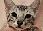 Silver Male Blue - Bengal Cat For Sale - Bradner&comma; OH&comma; US