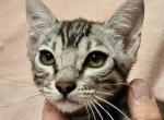 Silver Female Pink Collar - Bengal Cat For Sale - Bradner&comma; OH&comma; US