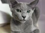Balzak - Russian Blue Cat For Sale - Pembroke Pines&comma; FL&comma; US