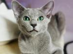 Beti - Russian Blue Cat For Sale - Pembroke Pines&comma; FL&comma; US