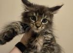 Black Tortie Maine Coon - Maine Coon Cat For Sale - Cumming&comma; GA&comma; US
