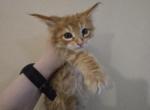 Red Male Polydactyl Maine Coon 2 - Maine Coon Cat For Sale - Cumming&comma; GA&comma; US