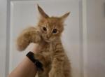 Red Polydactl Male Maine Coon - Maine Coon Cat For Sale - Cumming&comma; GA&comma; US