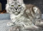 Luis - Maine Coon Cat For Sale - Miami&comma; FL&comma; US