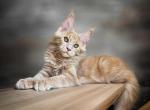 Olmaz - Maine Coon Cat For Sale - Miami&comma; FL&comma; US