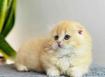 Fyntick tiny munchkin Scottish kilt boy - Munchkin Cat For Sale - TX&comma; US