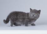 Vashek munchkin standard blue solid chunky boy - Munchkin Cat For Sale - TX&comma; US