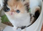 Monica - Persian Cat For Sale - FL&comma; US