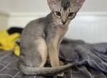 Stacey - Abyssinian Cat For Sale - Staten Island&comma; NY&comma; US