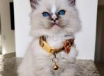 Ugo - Ragdoll Cat For Sale - Miami&comma; FL&comma; US