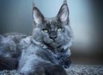Mery - Maine Coon Cat For Sale - Hollywood&comma; FL&comma; US