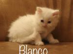 Blanco - Minuet Cat For Sale - Capon Bridge&comma; WV&comma; US