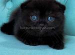 Black gorgerous scottish fold baby girl - Scottish Fold Cat For Sale - Los Angeles&comma; CA&comma; US