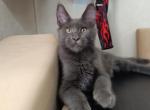 Graf - Maine Coon Cat For Sale - Hollywood&comma; FL&comma; US