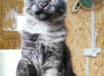 Bonny - Maine Coon Cat For Sale - Hollywood&comma; FL&comma; US