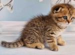 Dan scottish fold tabby leopard cheetah cub - Scottish Fold Cat For Sale - Los Angeles&comma; CA&comma; US