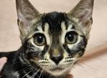 Venus Charcoal Female Red Collar - Bengal Cat For Sale - Bradner&comma; OH&comma; US