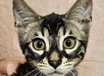 Aphrodite Charcoal Female Yellow Collar - Bengal Cat For Sale - Bradner&comma; OH&comma; US