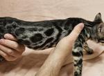Hera Silver Charcoal Female Purple Collar - Bengal Cat For Sale - Bradner&comma; OH&comma; US