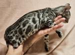 Poseidon Silver Rosetted Male Gray Collar - Bengal Cat For Sale - Bradner&comma; OH&comma; US
