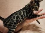 Athena Charcoal Female Purple Collar - Bengal Cat For Sale - Bradner&comma; OH&comma; US