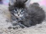 Ross - Maine Coon Cat For Sale - Russellville&comma; MO&comma; US