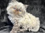 Haley - Himalayan Cat For Sale - Callahan&comma; FL&comma; US
