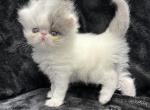 Prada - Persian Cat For Sale - Callahan&comma; FL&comma; US