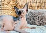 Sasha - Sphynx Cat For Sale - 