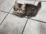 Shy's last litter of kittens - Munchkin Cat For Sale - Greenville&comma; OH&comma; US