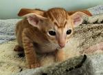 Linar - Oriental Cat For Sale - Pembroke Pines&comma; FL&comma; US