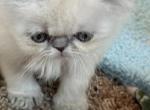 Crystal - Persian Cat For Sale - River Falls&comma; WI&comma; US