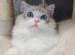 JOJO - Ragdoll Cat For Sale - Los Angeles&comma; CA&comma; US