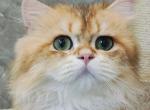 la cutie - British Shorthair Cat For Sale - Los Angeles&comma; CA&comma; US