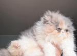 Cfa dilute calico kitten - Persian Cat For Sale - Woodburn&comma; IN&comma; US