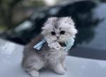Silver Chinchilla 25 - Scottish Fold Cat For Sale - Sun City Center&comma; FL&comma; US