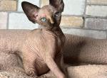 Milla - Sphynx Cat For Sale - Pembroke Pines&comma; FL&comma; US
