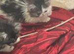 Fendi - Ragamuffin Cat For Sale - Oklahoma City&comma; OK&comma; US