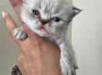 Biscotti - Himalayan Cat For Sale - CT&comma; US